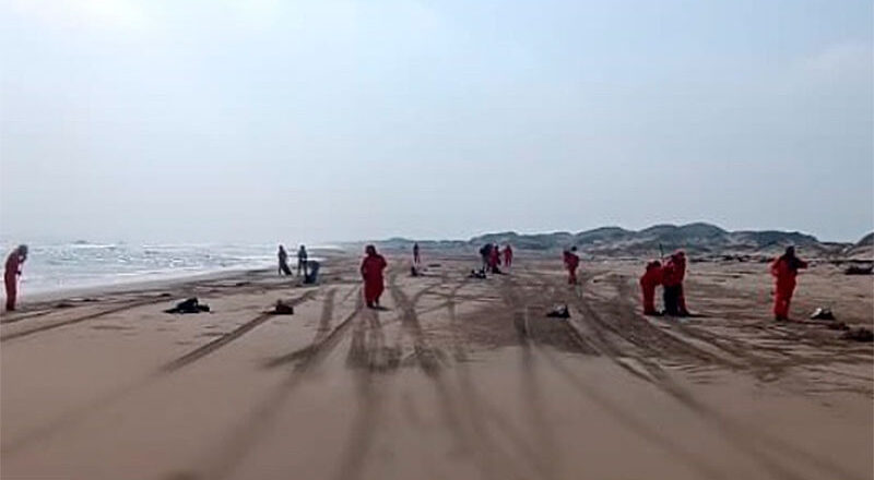 Muerte silenciosa: seis tortugas varadas en las costas de Veracruz